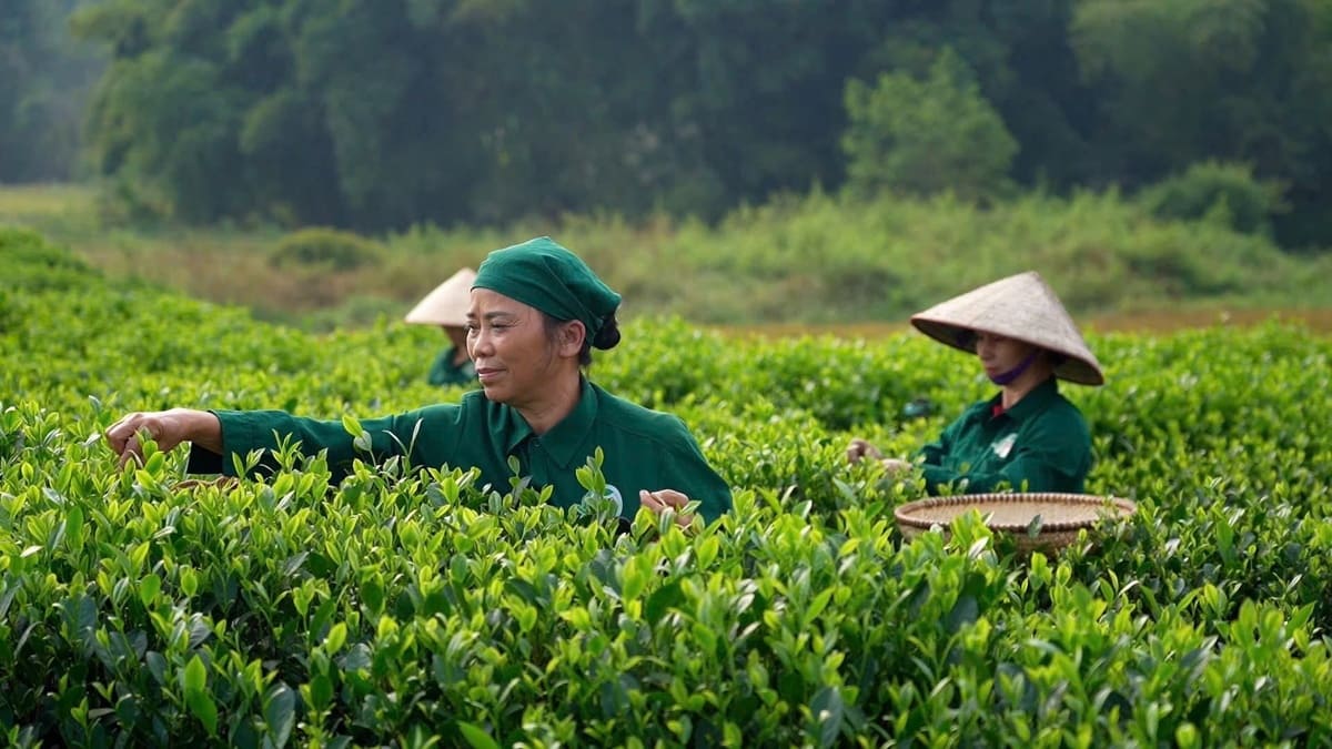 Vietnamese Tea Culture: An Insider’s Map to Rituals, History, and Authenticity