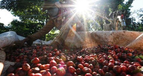 Vietnam Coffee Tour: Hanoi, Ha Long Bay and Son La Farms in 5 Days