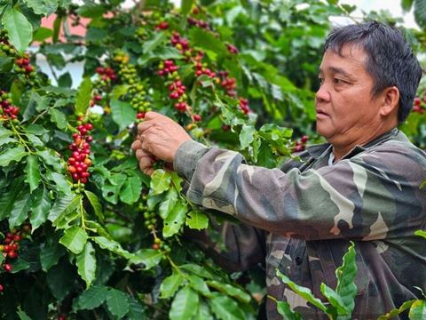 Day 4: Son La farms: brew your own cup, a village tasting, then roasting