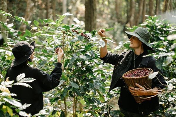 Bean to Cup: 2 Days on a Son La Coffee Farm from Hanoi