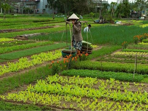 Day 6: Hoi An: basket boats in the nipa palms and a cooking class at Cam Thanh