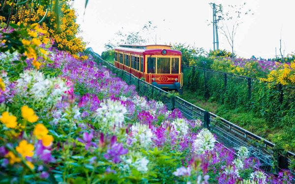 Sapa Halong 8 Days Tour: Two Treks, a Homestay and a Bay Cruise