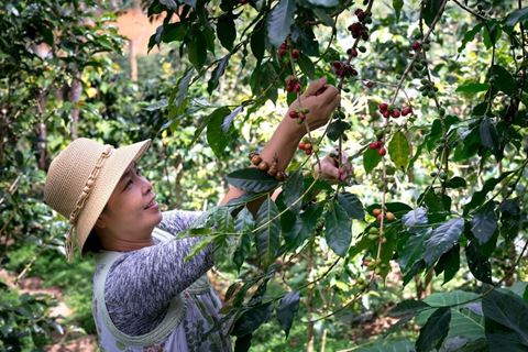 Vietnam Coffee Tour: Hanoi, Ha Long Bay and Son La Farms in 5 Days