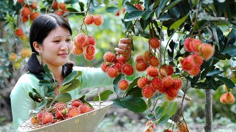 Mekong Delta Tour, 5 Days: Cai Be, Can Tho, Cu Chi and Saigon