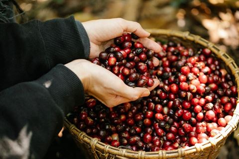 Vietnam Coffee Farm Tour: 2 Days Picking and Roasting in Son La