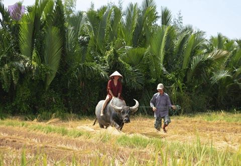 Hoi An Jeep Tour: Countryside Farms, Craft Villages & Family Meal – photo 4